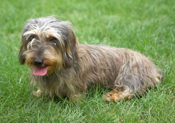 Aren't I as cute as all gitgo!
Anahtar kelimeler: Sweep Wirehaired Daschund