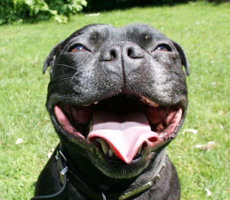 Lennox -- Smiling
Lennox is a Staffordshire terrier --- large, broad head and strong jaws.  And, in this photograph, a huge smile!
Palabras clave: Lennox Staffordshire terrier smiling dog Lucies Farm dog hotel dog resort