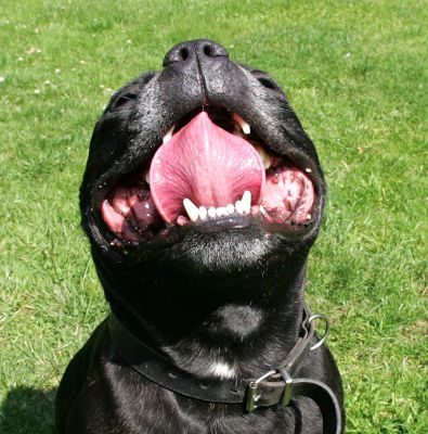 Lennox
According to the dictionary, tongue is "a mobile mass of muscular tissue covered with mucous membrane and located in the oral cavity."
Keywords: Lennox Staffordshire terrier tongue Lucies Farm dog hotel dog resort dog kennel