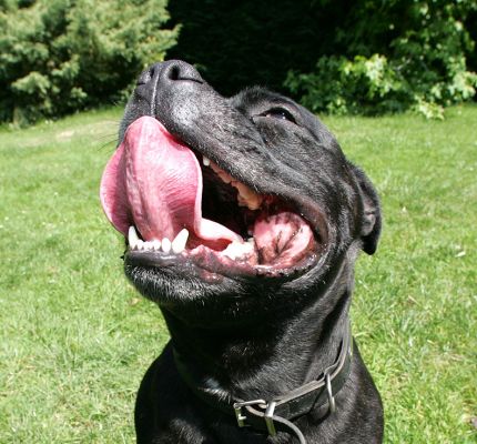 Lennox
Mots-clés: Lennox Staffordshire terrier tongue dog resort dog hotel dog kennel Lucies Farm
