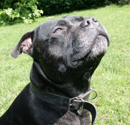 Lennox Enjoying The Sunshine
Anahtar kelimeler: Lennox Staffordshire terrier sunshine Lucies Farm dog hotel dog resort