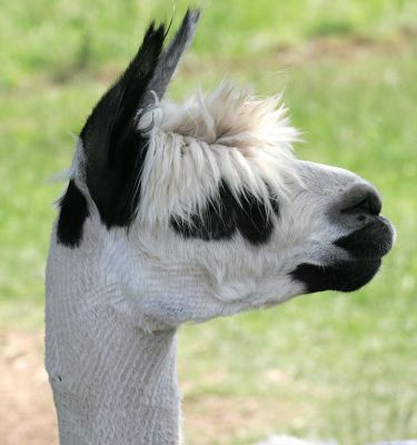 Alpaca Profile
Most alpaca photographs that I've seen show the "fluffy" version with lots of fur.  Our three alpaca bachelors have just been shorn for the summer, so you can actually see their faces.  And I'm sure they're a lot more comfortable.
Keywords: alpaca shorn fleece Lucies Farm