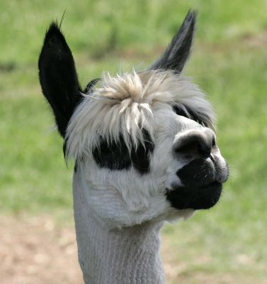 Alpaca Profile
Anahtar kelimeler: alpaca profile shorn fleece Lucies Farm camelid