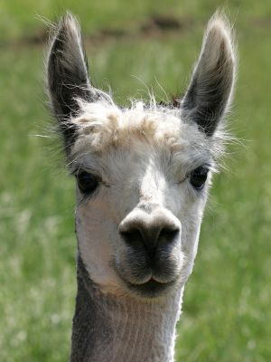 Alpaca
I'm always surprised at the curiosity of the alpacas.  They love coming over and having a look at anything new:  new dog, new sprinkler, new anything.  They run a mile if we try to pat them, but they come very close when they want to look over our shoulder at something that's of interest to them.
Palabras clave: alpaca head Lucies Farm camelid