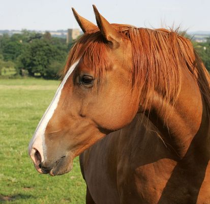 Ash -- Summer Afternoon
Ash in the 11 acre field on a warm summer afternoon, July 10 2005
Λέξεις-κλειδιά: Ash horse magic hour summer afternoon Lucies Farm