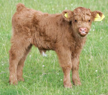 Highland Calf
The poor boy's yellow ear tags are almost as big as he is.  The government requires these ear tags be put on within three weeks of the birth of the calf.
الكلمات الإستدلالية(لتسهيل البحث): Highland calf ear tags Lucies Farm