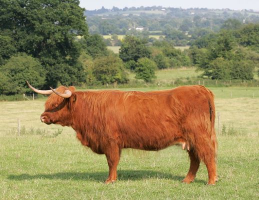 A Proud Highland Cow
A summer afternoon, July 10 2005, during the "magic hour."  That's Worcester in the background, over the River Severn and the River Teme.
Keywords: River Severn River Teme Worcester Highland cow summer afternoon magic hour horns Lucies Farm