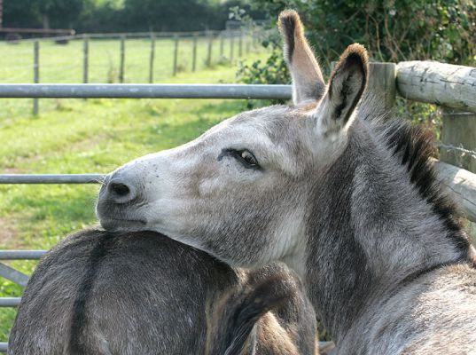Affectionate Donkeys
Pedro and Geofredo nuzzling one another.  They're standing right by the opening of the gate on the 11 acre field.  Trying to escape?
Mots-clés: donkeys Pedro Geofredo escape Lucies Farm