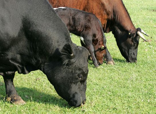 Cattle Having Their Dinner
Not quite a family portrait.  The bull in the foreground, Rull Ballet Cruz, is an Aberdeen Angus.  The calf and cow (her mother, Betty) are Gloucester cattle.  Enjoying dinner on the 4 Acre Field, summer, July 10 2005.
Palabras clave: Rull Ballet Cruz Aberdeen Angus Gloucester cattle Lucies Farm grazing