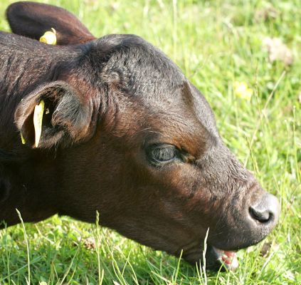 Young Calf, Having A Bit of Grass
The Gloucester calf is having a bit of a much on the grass --- but he's actually more or less lying down.  Note the wrinkled nose.
Mots-clés: Gloucester calf grazing eating grass Lucies Farm summer