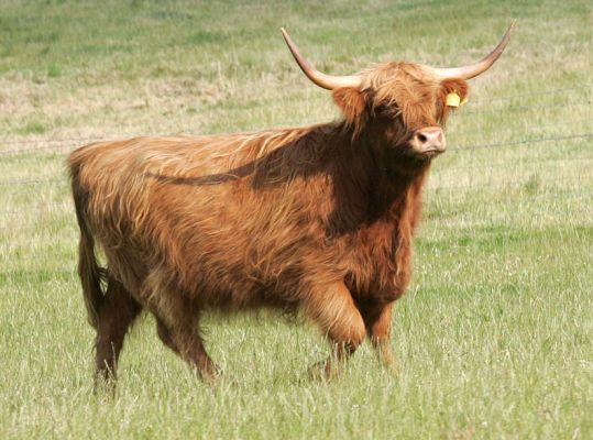Running Through The 11 Acre Field
I'm not sure if this Highland cow was running to me, or away from me.  A warm summer afternoon, July 10 2005, on the 11 Acre field.
الكلمات الإستدلالية(لتسهيل البحث): Lucies Farm Highland cow running horns grass summer grazing