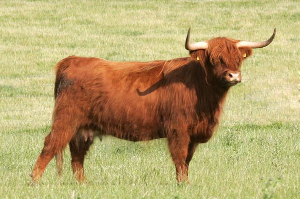 Highland Cow -- Summer Afternoon
Keywords: Highland cow horns grazing Lucies Farm grass summer afternoon
