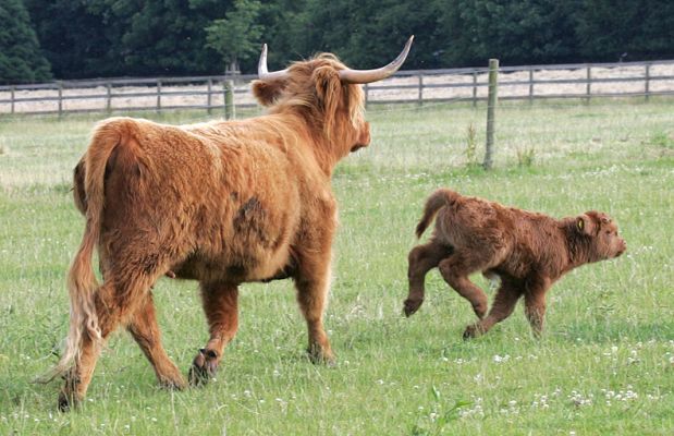 Mother and Calf
Palabras clave: Highland cattle cow calf Lucies Farm grazing cattle