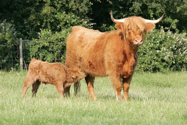 Mother and Calf -- Summer Afternoon
Highland mother and her nursing calf.
Ключевые слова: Lucies Farm Highland Cattle nursing calf summer afternoon