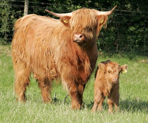Highland Calf and Mother
Ключевые слова: Highland calf Highland cow Lucies Farm grazing summer afternoon