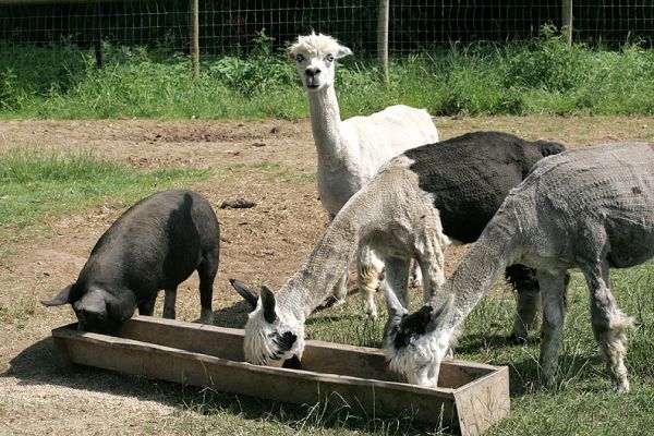 Westbrook Sharing His Trough
Westbrook, our Berkshire pig, is sharing his food with the three alpacas.  Certainly a strange combination, but they seem to get along just fine.
Schlüsselwörter: Berkshire pig Westbrook alpacas feed trough
