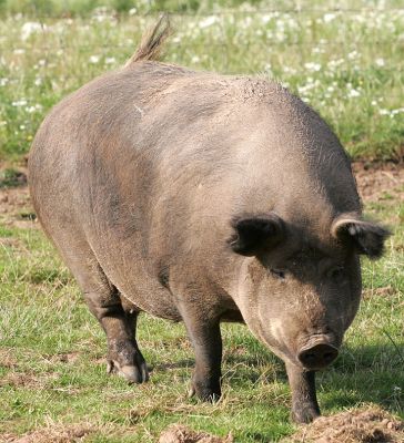 A Pig?  Or A Hippo?
This sow is about 10 or 11 years old.  She's a cross between an Iron Age pig (itself a cross between a Tamworth and a wild boar) and a Gloucester Old Spot.  While she looks incredibly fat, she's the fastest pig we have --- bar none.  There is no chance, zero, of catching her.
Keywords: Iron Age pig Gloucester Old Spot hippo fast pig catch pig Lucies Farm