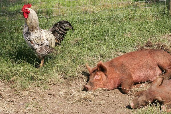 The Rooster Guarding the Tamworth Pigs
Keywords: rooster Tamworth pigs Tamworth piglets boars Lucies Farm