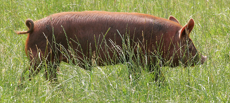 Tamworth Boar in the Tall Grass
Heading -- with his curly tail -- in the direction of the water.
Keywords: Tamworth pig Tamworth boar curly tail tall grass Lucies Farm free-range