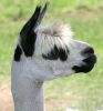 alpaca-1.jpg