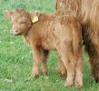 calf1.jpg