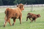 mother-calf.jpg