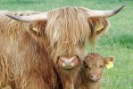 mother-calf1.jpg