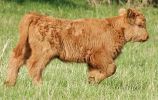 running-calf.jpg