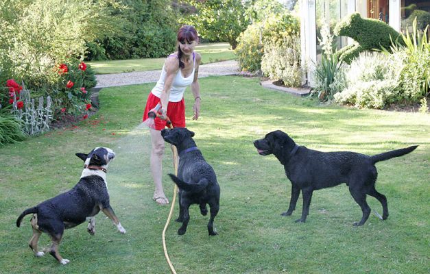 Taking Their Turns
Marjorie playing with The Men (Harvey & Buddy) and Tapa the bull terrier.  The dogs all loved playing with the garden hose water, and actually took their turns --- in an informal semi-circle around Marjorie --- to be squirted.
Anahtar kelimeler: Harvey Buddy The Ben Tapa Marjorie English bull terrier black Labradors garden hose squirt Lucies Farm dog boarding dog kennel
