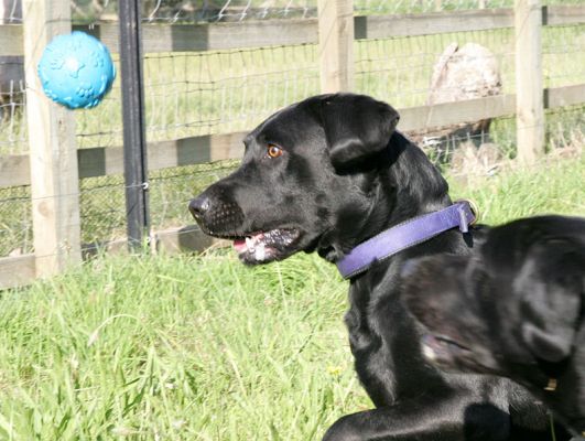 "Keey Your Eye on The Ball.."
Literally in this case.
Palabras Clave: Harvey Buddy black Labrador dog ball playing ball watch ball Lucies Farm dog hotel dog boarding dog kennel fetch