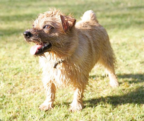 Teddy -- Hot Summer Afternoon
Teddy on a hot summer afternoon, waiting eagerly for a squirt from the garden hose.
Palabras clave: Teddy Norfolk terrier Lucies Farm dog resort dog boarding garden hose summer afternoon golden