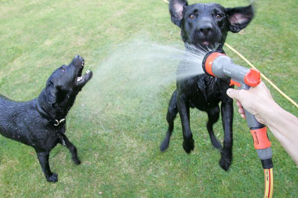Harvey and Buddy and The Garden Hose
Whitecroft, hot summer afternoon, July 17 2005
Klíčová slova: Harvey Buddy black Labradors dog Lucies Farm dog hotel dog boarding dog kennel garden hose water ears