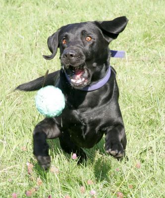 Wide Eyed
I never realised that dogs made their eyes so w-i-d-e when they try to catch a ball.
Anahtar kelimeler: black Labrador dog Harvey Buddy ball catch Lucies Farm dog hotel dog kennel dog boarding