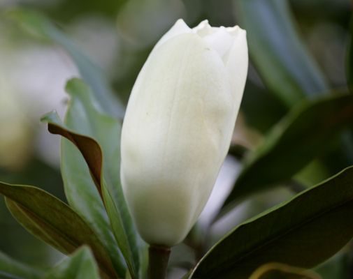 Magnolia Blossom - Whitecroft
I love Magnolias.  Great, huge, pure white flowers.  It's a shame that they seem to fall apart so quickly, so it's hard to bring them in the house for a big floral display.  (Unless there's some secret that only Southern belles learn, while drinking juleps.)  This magnolia bud is in our large tree, Whitecroft, on a hot summer afternoon.
الكلمات الإستدلالية(لتسهيل البحث): Magnolia blossom white flower Southern belle Whitecroft front garden summer afternoon