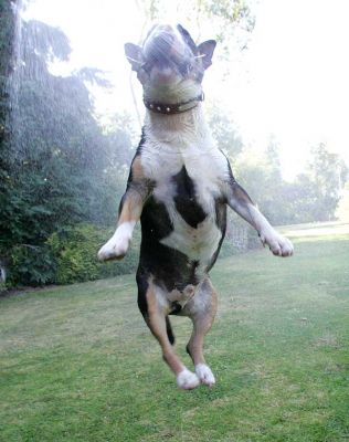 Tapa in the Garden Hose Mist
Whitecroft, on a boiling hot summer afternoon, July 17 2005.  Tapa in mid-air, with water pouring out of both sides of his mouth.
Ključne besede: Tapa garden hose summer afternoon English bull terrier Whitecroft