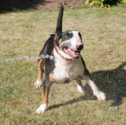 Tapa Getting Squirted
One of Tapa's favourite sports is to catch water from the garden hose.  Whitecroft, front garden, July 17 2005.
Λέξεις-κλειδιά: Tapa garden hose water English bull terrier Whitecroft
