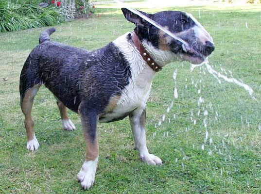 Tapa and the Garden Hose
Anahtar kelimeler: Tapa garden hose water English bull terrier Whitecroft dog