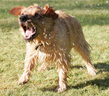 Teddy Looking Fierce
Playing with the garden hose, Whitecroft, on a boiling hot summer afternoon.
Słowa kluczowe: Teddy Norfolk terrier garden hose hot summer afternoon Whitecroft Lucies Farm dog kennel dog boarding