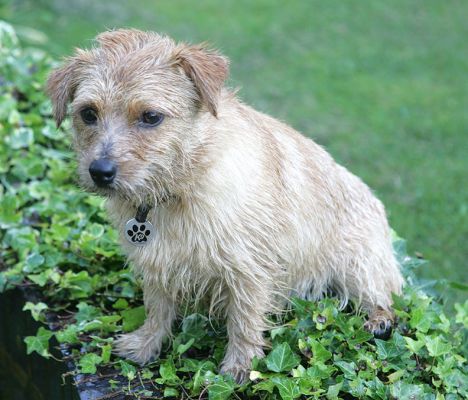 Teddy -- Looking Cute
Teddy sitting on the edge of the pond in our front garden.  He looks a bit sad because we've just told him that, no, he can't jump into the pond.
Ključne besede: Teddy garden pond Norfolk terrier Whitecroft Lucies Farm dog boarding dog kennel