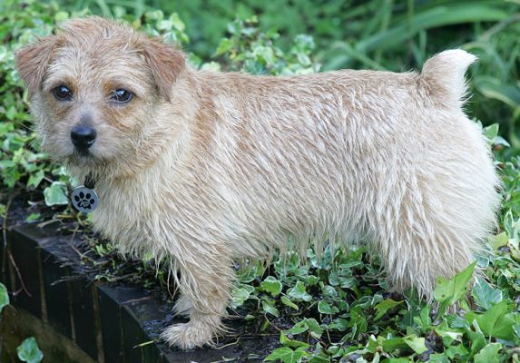 Teddy In The Ivy
Keywords: Teddy Norfolk terrier ivy Whitecroft summer afternoon garden Lucies Farm dog boarding dog kennel
