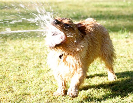 Teddy and The Garden Hose
My gosh, if the RSPCA sees this photo they'll be over to arrest us!  While this looks like we're shooting Teddy with a fire hose, we actually have crummy water pressure at Whitecroft, and a special garden nozzle where it's more air than water.  And Teddy kept coming back for more.
Palabras clave: Teddy garden hose Whitecroft RSPCA Norfolk terrier Lucies Farm dog resort summer afternoon water pressure