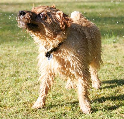 Teddy Rotating Off The Water
I guess I never knew dog's eyes got this wide when they rotated to dry off.  It was a boiling hot day, and Teddy has been enjoying the water from the hose.
Keywords: Teddy water hot day rotating wide eyes Lucies Farm luxury dog resort Norwich terrier Norfolk terrier