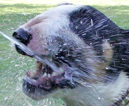 Tapa Getting Squirted
No, don't worry, Tapa loves this.  If we stop doing it, he looks for the end of the garden hose and stands over it, and then stares at us with disapproval.
الكلمات الإستدلالية(لتسهيل البحث): Tapa garden hose Whitecroft English bull terrier
