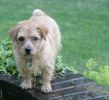teddy-ivy1.jpg