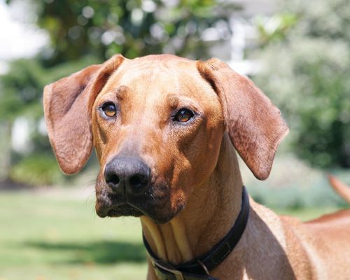 Kila The Ridgeback
Schlüsselwörter: Kila Rhodesian Ridgeback Lucies Farm dog boarding dog kennel dog hotel
