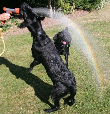 Harvey and Buddy Chasing The Rainbow
Staring at the rainbow, and biting the rainbow.  Two different approaches...
Ключови думи: Harvey Buddy black Labrador dog rainbow water Lucies Farm dog hotel dog kennel dog boarding
