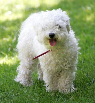 Morgan
A warm summer afternoon in Worcestershire, with Morgan looking pretty cute.
Ключови думи: Morgan cute Lucies Farm dog kennel summer afternoon Bichon Frise