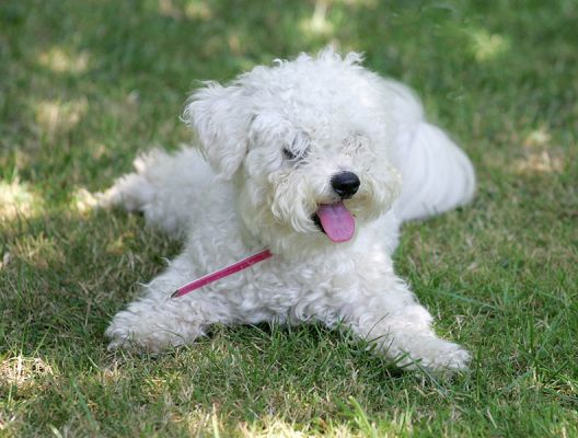 Morgan The Bichon Frise
For information on the Bichon Frise, I found the website of the [url=http://www.bichon.org/]Bichon Frise Club of America[/url].
Λέξεις-κλειδιά: Morgan Bichon Frise dog hotel dog boarding Lucies Farm