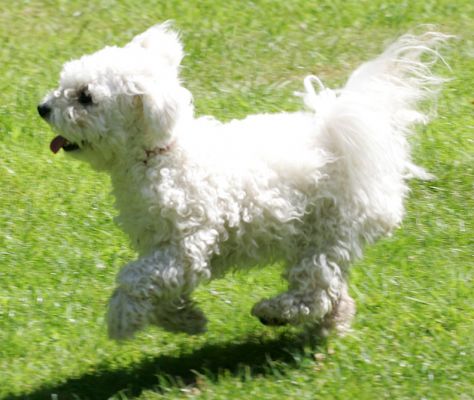 Morgan Running
A warm Sunday summer afternoon in Worcestershire.  Morgan had had her morning walk, and we then took her for a nice run in the garden.
Schlüsselwörter: Morgan Bichon Frise garden summer afternoon Lucies Farm dog boarding dog kennel