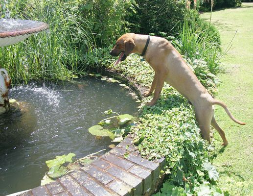 Simba Looking For Fish
Schlüsselwörter: Simba Ridgeback pond fountain fish Lucies Farm dog boarding dog kennel